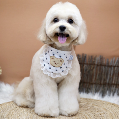 [서울 강남]압구정역,청담동! 연예인들도 찾는 소문난 애견 미용실 [필스타]